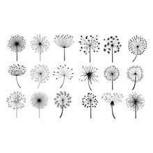 Dandelion Fluffy Seeds Flowers Set