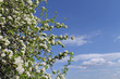 © zatvorniknik - Blooming wild pear branch located on the side of the frame leavi