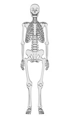 Sticker - 2d cartoon illustration of human skeleton