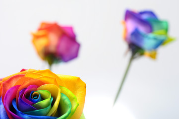 Fotomurales - Rainbow rose or happy flower