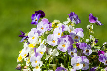 Purple And White Flowers In Spring