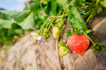 fresh strawberry in strawberry's field