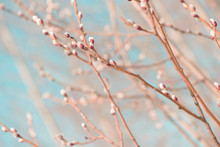 Beautiful Pussy Willow Flowers Branches On Blue Sky Background