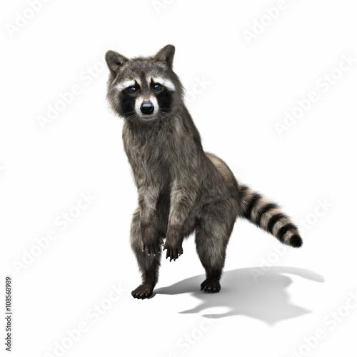 Funny raccoon standing on his hind legs isolated on a white background