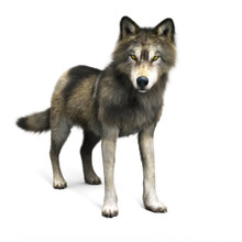 Rendering Of A Brown Wolf On A White Background. 3d Rendering