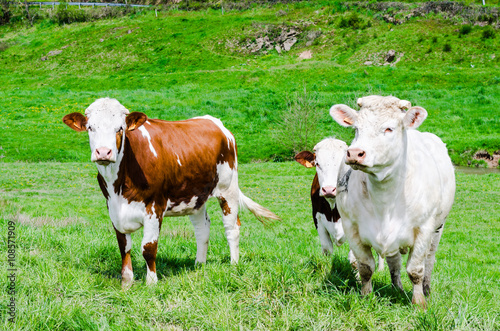 Vache Montbeliarde Et Charolaise Stock Photo Adobe Stock Vache Montbeliarde Et Charolaise Stock Photo Adobe Stock
