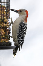 Female Red Bellied Woodpecker (Melanerpes Carolinus)