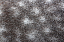Dappled Grey Horse Skin Texture