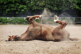 Fototapeta Konie - Red horse wallowing in sand