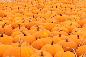 horizontal shot of pumpkin patch