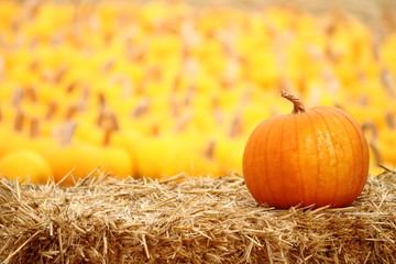 horizontal shot of pumpkin patch