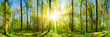 canvas print picture - Wald Panorama bei Sonnenuntergang