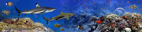 Fotografía Panorama of marine species