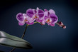 Pink orchid on the dark background
