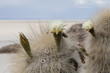 Detail of Cacti growing on the salt plains of Salar de Uyuni, Bolivia