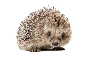 Wall Mural - portrait of a curious hedgehog