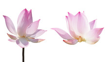 Pink Lotus Waterlily