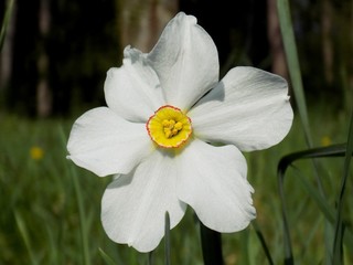 Narcissus on meadow in spring