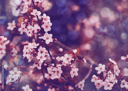 okwitniecia-drzewo-nad-natury-tlem-wiosna-kwiatami-wiosny-tlem-naturalnym-bokeh-