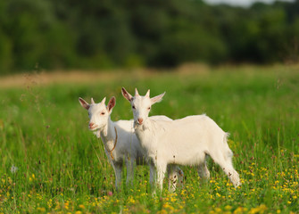 goatling