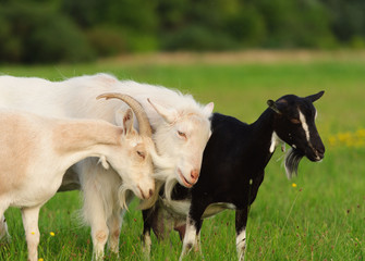 goatling