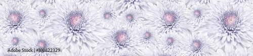 naglowek-panorama-wzor-jasnorozowy-kwiat-chryzantemy