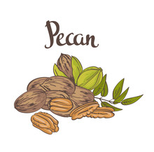 Green Pecan Nuts With Leaves And Dried Pecan Nuts Isolated On A White Background. Vector Illustration.