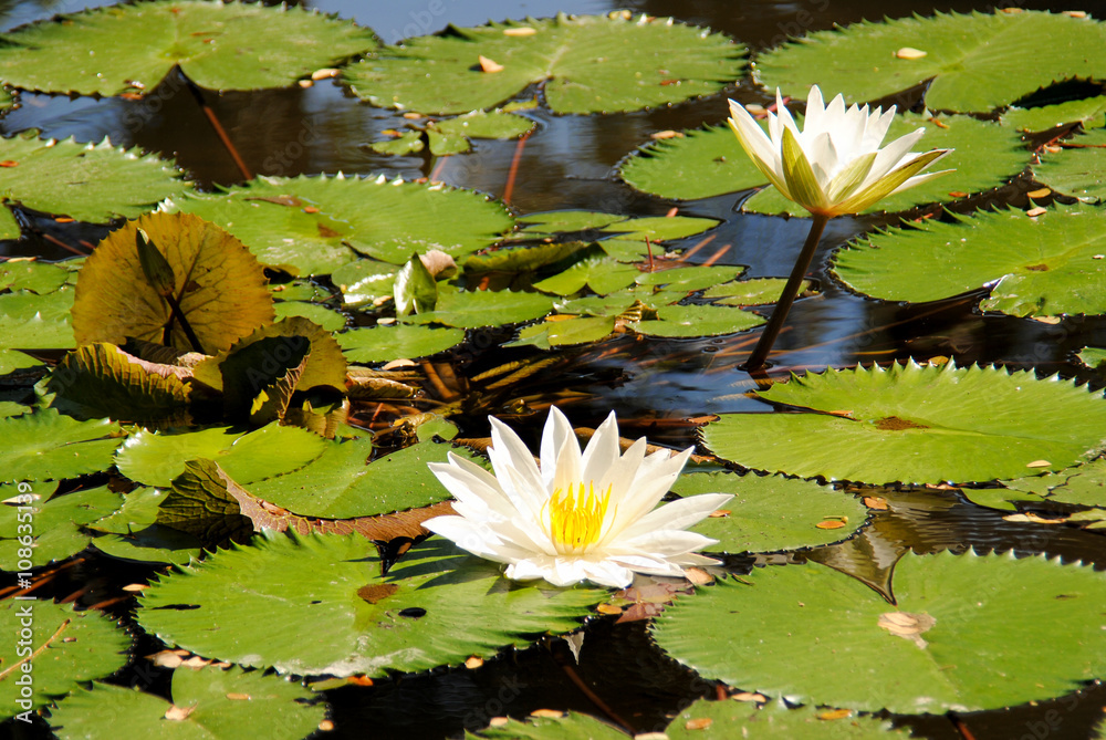 The Lotus flower in the natural habitat of the island of Bali.Indonesia  Stock Photo | Adobe Stock