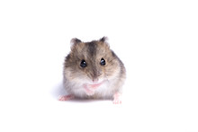 Portrait Of A Little Hamster On An Isolated Background