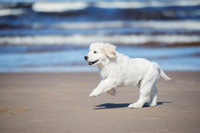 Happy Golden Retriever Puppy Running On A Beach