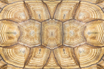 turtle's back background texture