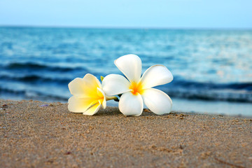 two plumeria flowers on the sand on the beach