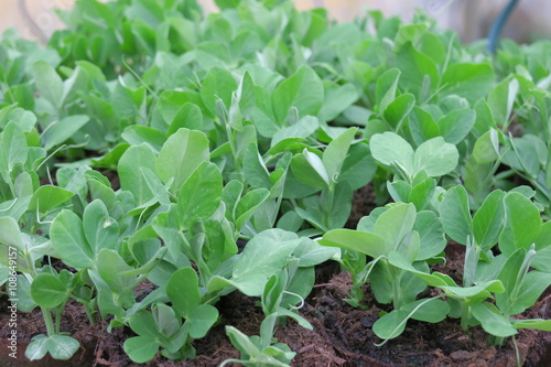 Jeunes pousses de petits pois en pots. Photo Stock | Adobe Stock