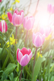 Fototapeta Tulipany - Beautiful pink tulips