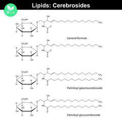 Wall Mural - Cerebroside molecules