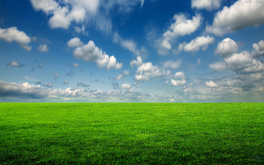 Wall Mural - Field of green grass 1