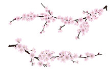 Set Of Spring Blooming Tree Branches, Tree Branch With Pink Flowers. Sakura Or Cherry.