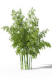 A group of fresh green bamboo trees isolated on white background. 3d illustration.