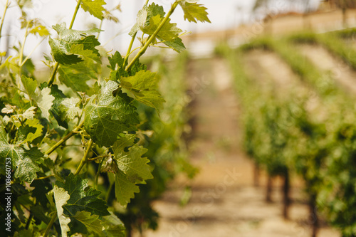 Fotografie, Obraz Grapevine plant detail in row of grape vineyards