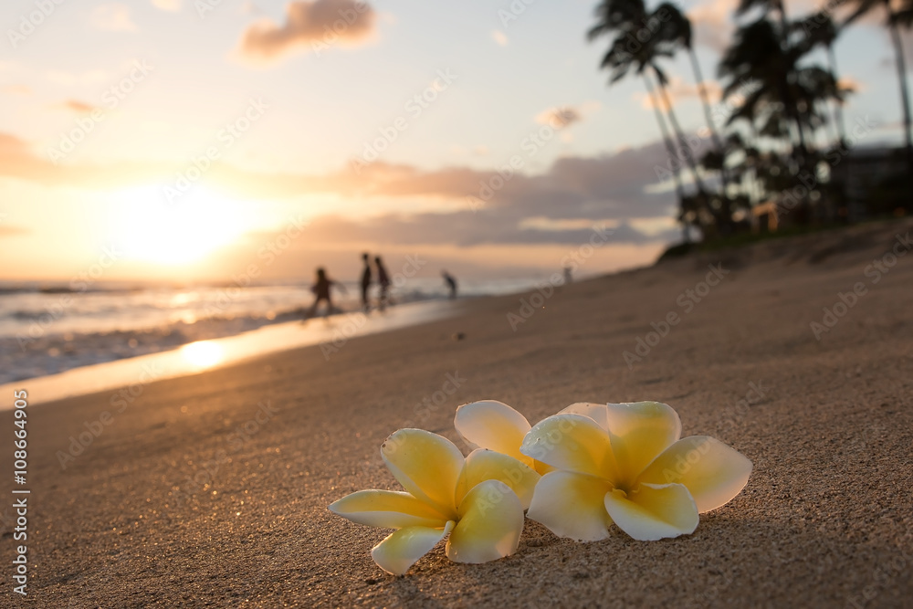 Plumeria flowers on the shore on sunset beach with golden sunlight and people on background - obrazy, fototapety, plakaty 