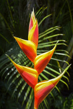 Lobster Claws Plant Or Heliconia Plant With Palm In Background, Hawaii