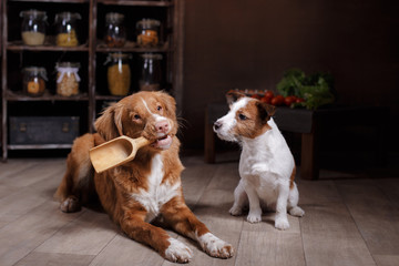 Dog breed Jack Russell Terrier and Dog Nova Scotia Duck Tolling Retriever, foods are on the table in the kitchen