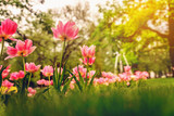 Fototapeta Tulipany - Beautiful spring flowers