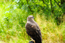 Common Buzzard Beautiful Portrait With Green Natural Background
