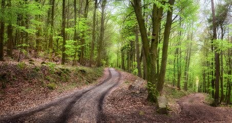 Fototapete - Forstweg im schönen Wald lädt zum Wandern ein