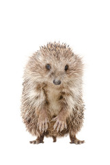 Wall Mural - portrait of a hedgehog standing on his hind legs