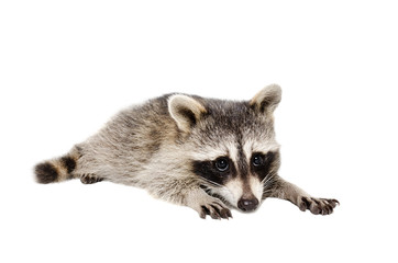 Wall Mural - portrait of a cute raccoon