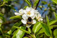Blossoming Apple Tree And Bumblebee Sitting On Flower.