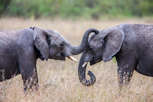 Plakat Dwa słonie afrykańskie pozdrowienia wzajemnie z pni dotykając ustami.