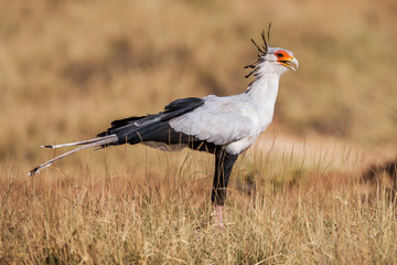 secretary bird (sagittarius serpentarius) close up, africa